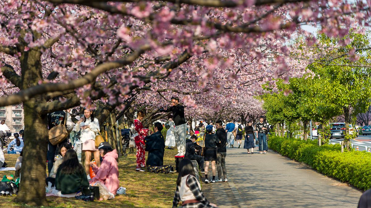 Como-disfrutar-el-florecer-de-cerezos-en-Japon-sin-multitudes-intriper.jpg