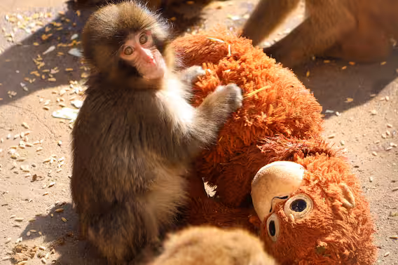 image IIQXTT55OREPTIOJRGMZGAFAHQ