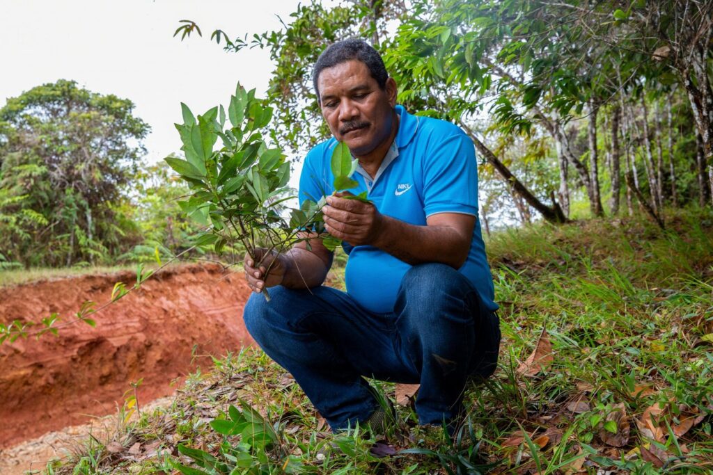 Descubrieron en Panamá un árbol único en el mundo y temen que desaparezca antes de poder estudiarlo por completo image KYAHFVLURFFPXPQOBIDJY3YJVY