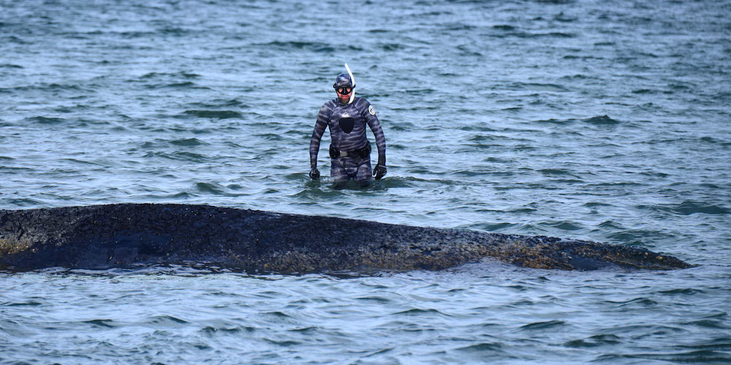 Alemania decidió no rescatar a una ballena jorobada varada en el Báltico: logró liberarse sola, pero su estado preocupa image O7C43WLAS5GK3M3JFFISGJ4LNE