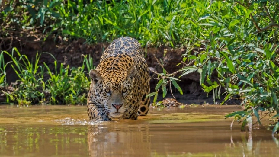 image Safari Fotografico en Porto jofre Mato Grosso Pantanal 4