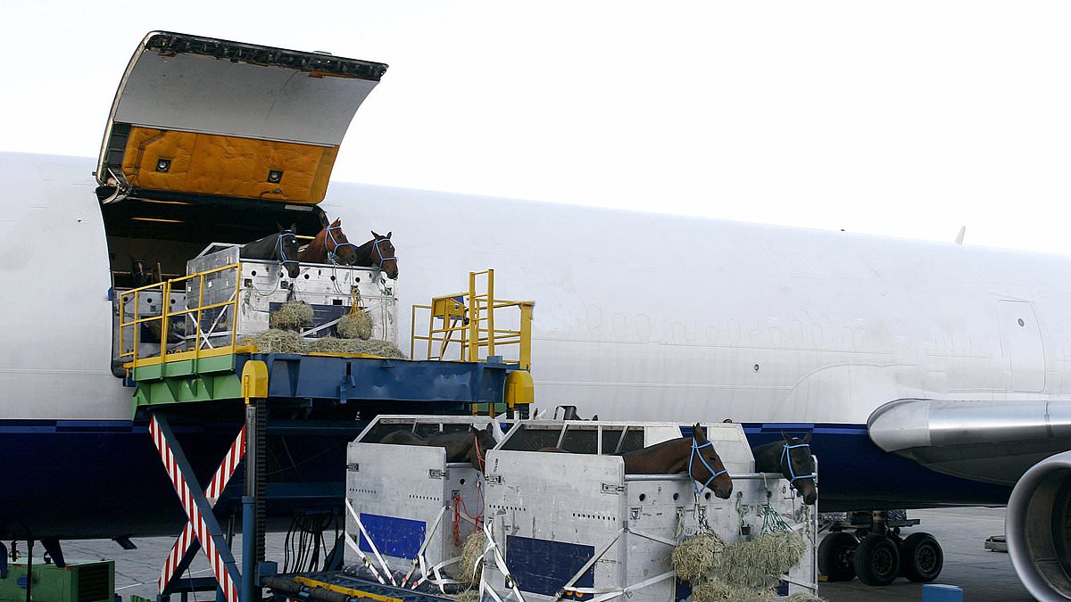 Transporte-aereo-de-caballos-experiencia-llevando-50-equinos-a-Sydney-intriper.jpg