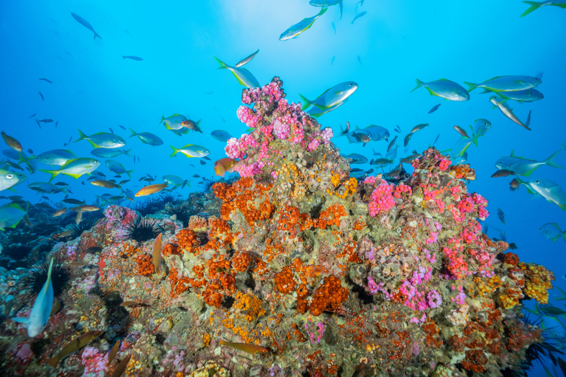 aguasprotegidaschile-max-bello-3