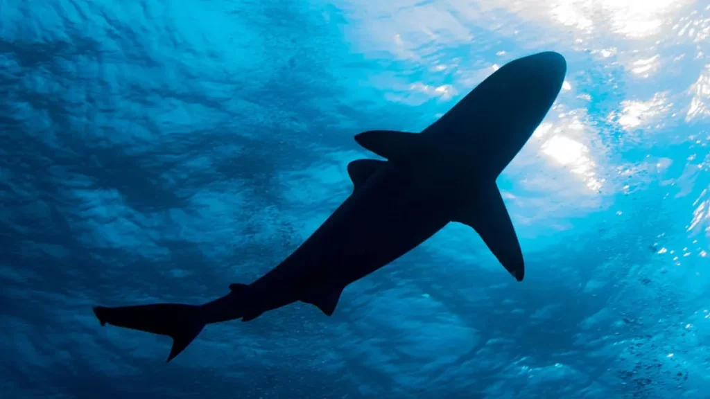 ataque-tiburon-1024×576 ataque-tiburon-1024x576
