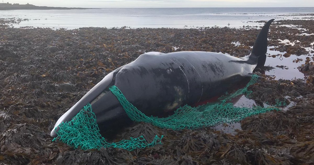 ballena-atrapada_924298ae_1200x630 ballena-atrapada_924298ae_1200x630