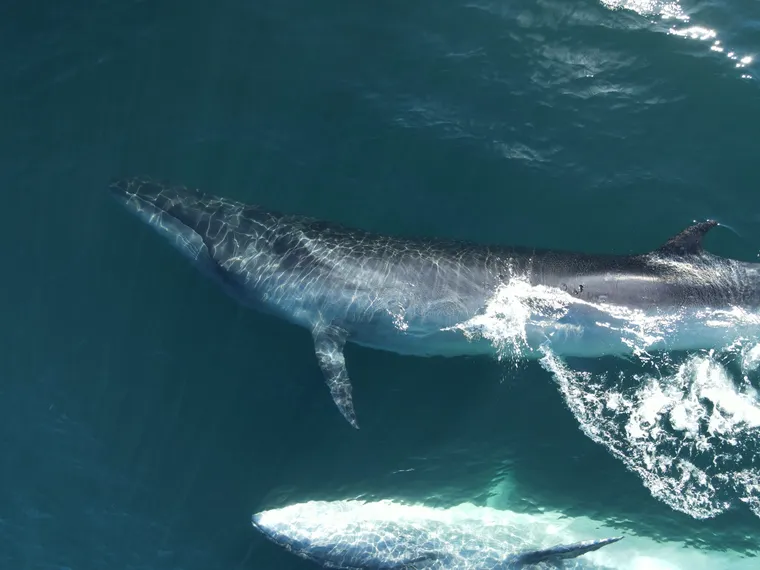 Hallazgo histórico en Argentina: reapareció una de las ballenas más grandes del mundo tras casi 100 años sin registros image ballena sei chubut comodoro rivadavia