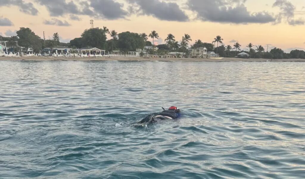 Horror en el paraíso: una turista murió tras el feroz ataque de un tiburón en las Islas Vírgenes image buzos patrullaron la zona tras el ataque mortal en una playa de las islas virgenes estadounidenses foto gentileza st croix rescue VY46POL6EJGW5PC3ZR3TF3LJU4