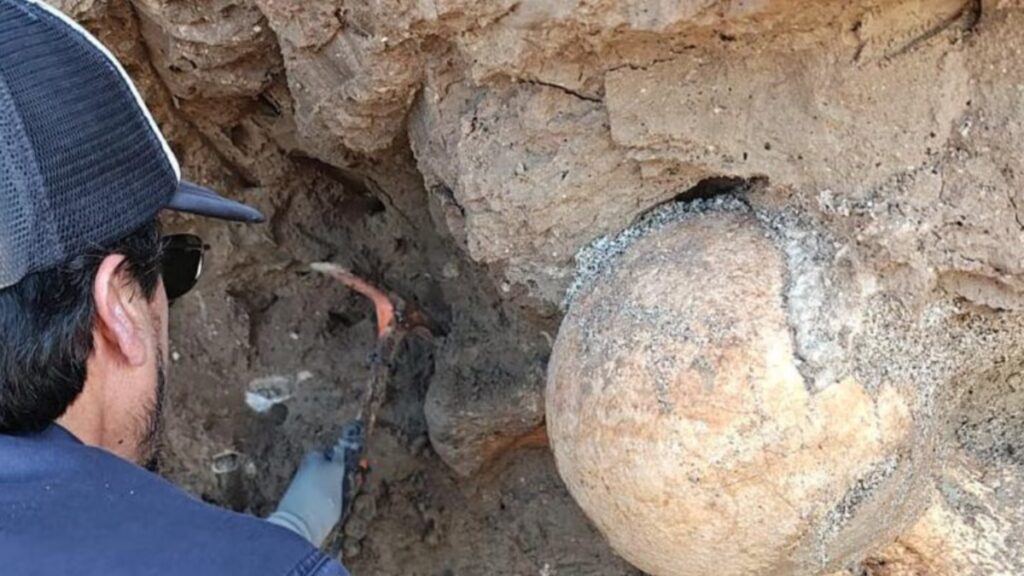 Hallazgo impactante en la costa: turistas descubren restos de un perezoso gigante prehistórico de más de 400 mil años image descubren en santa clara del mar los restos B62ZVI7UU5DWJM5BDXSXYJQFGE