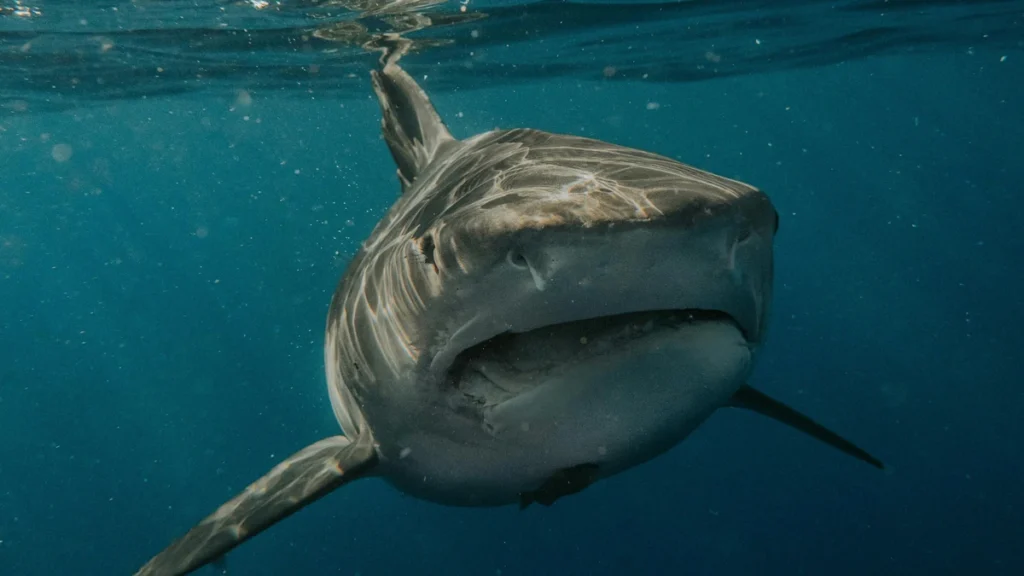 image ejemplar tiburon blanco 96