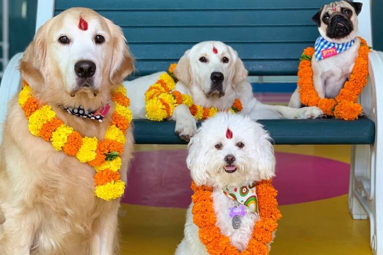 el-festival-festeja-a-las-mascotas-con-guirnaldas-XN3D3RDRVBA4VEBVY2RWUAEUEA