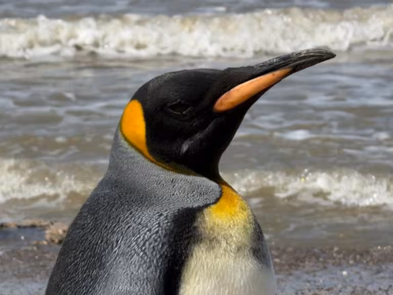 Final feliz para el pingüino rey que apareció en Vicente López: ya fue liberado y volvió al mar image el pinguino rey hallado en vicente lopez fue 6ZFOQRECZRGVNE6CAZGM556O3Q