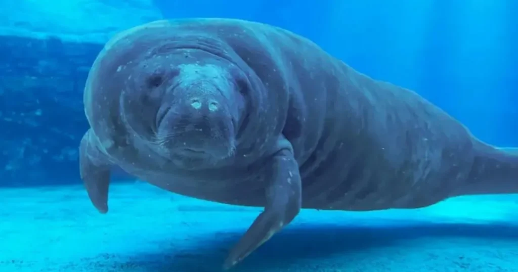 image historia romeo manati mas longevo og