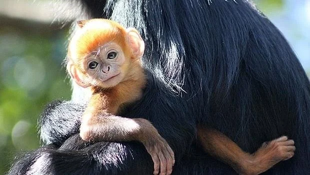 Nació en Oklahoma un raro mono naranja en peligro de extinción: “Es increíblemente especial” image langur francois 620x349 1