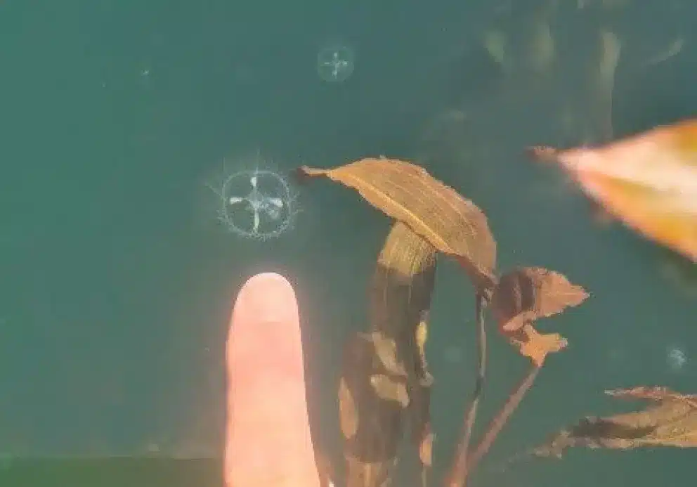 Detectan por primera vez medusas de agua dulce en el Parque Nacional Nahuel Huapi y sorprenden a científicos image md 8