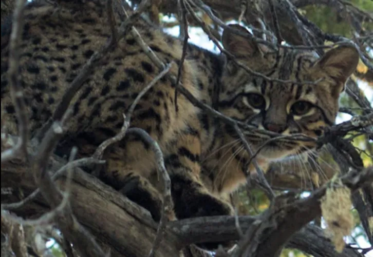 Tras años de ausencia, registran nuevamente un gato montés en el complejo Valdelen image