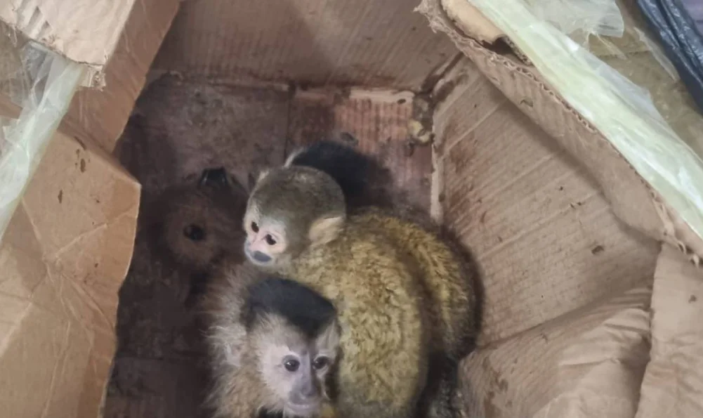 multimedia.normal.8f32fedb8553ed29.bm9ybWFsLndlYnA= multimedia.normal.8f32fedb8553ed29.bm9ybWFsLndlYnA=