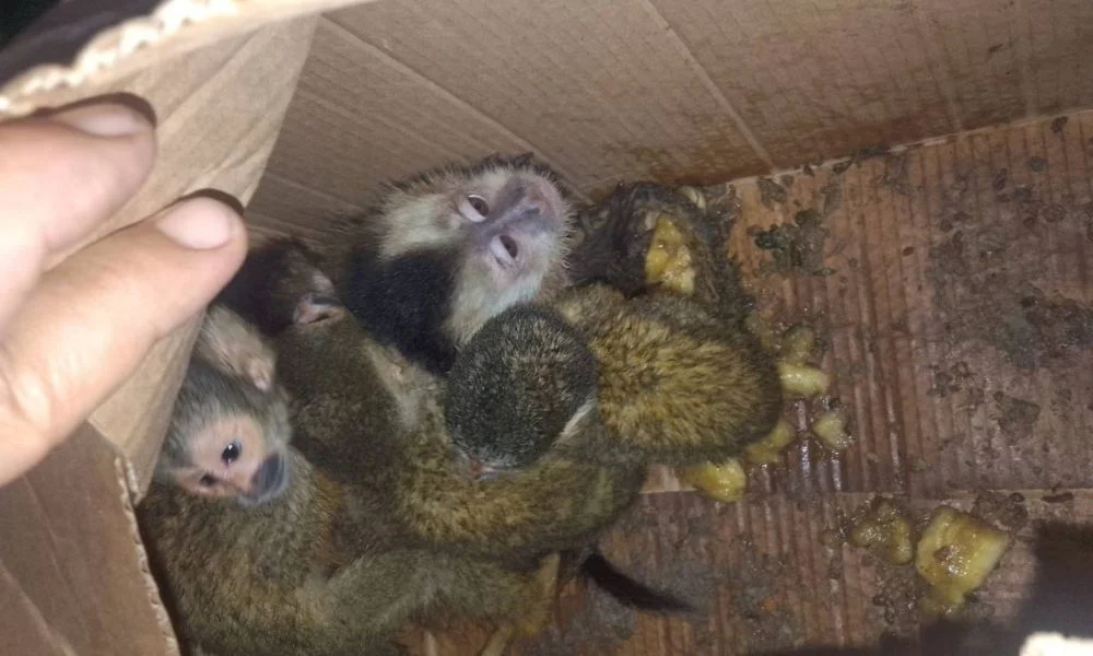 Rescataron a cinco monos silvestres que eran trasladados en una caja cerrada en Salta: estaban en condiciones de maltrato image multimedia.normal.b73c63e216c941bd.bm9ybWFsLndlYnA