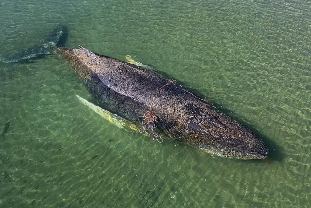 Alemania decidió no rescatar a una ballena jorobada varada en el Báltico: logró liberarse sola, pero su estado preocupa image x1080 1