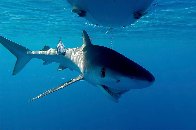 image 17018034266454