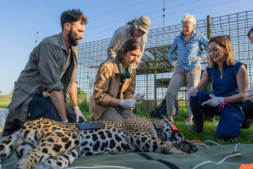 image 3 Translocacion yaguarete silvestre de Ibera a El Impenetrable Octubre 2024 Sebastian Navajas Fundacion Rewilding Argentina 06429