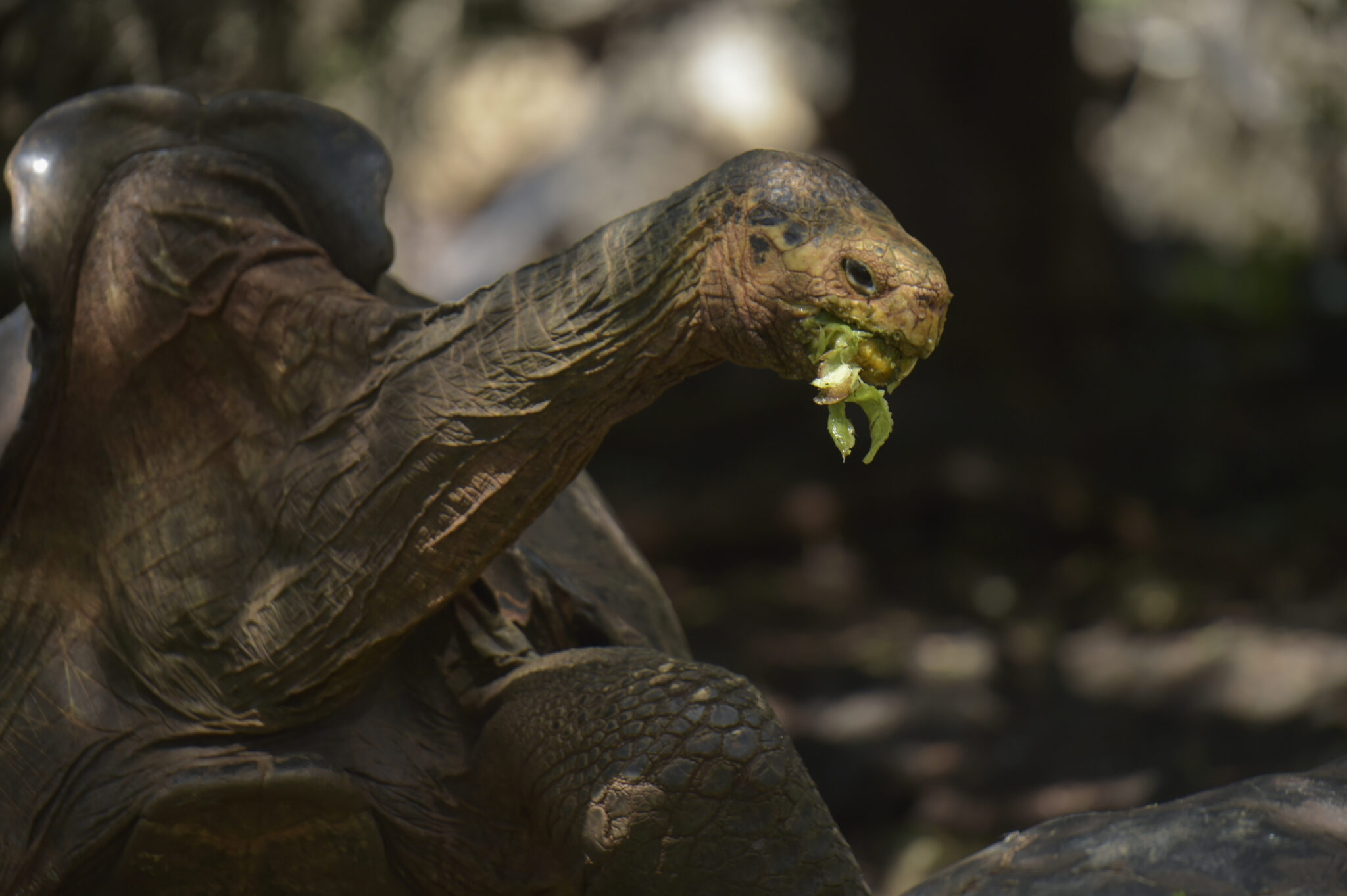 (FILES) In this file photo taken on February 27, 2019 Diego, a tortoise of the endangered Chelonoidis hoodensis subspecies from Espanola Island, is seen in a breeding centre at the Galapagos National Park on Santa Cruz Island in the Galapagos archipelago, located some 1,000 km off Ecuador's coast. - Diego, an over 100 years-old giant tortoise considered a super male by saving his species from extinction in the Ecuadorian Galapagos archipelago, was returned to his native island Espanola after breeding in captivity for several decades, Environment Minister Paulo Proano, reported Monday. (Photo by RODRIGO BUENDIA / AFP)