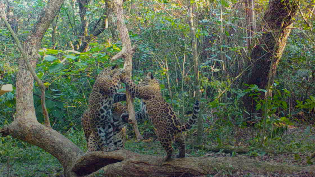 image Arandu y Jasy 30