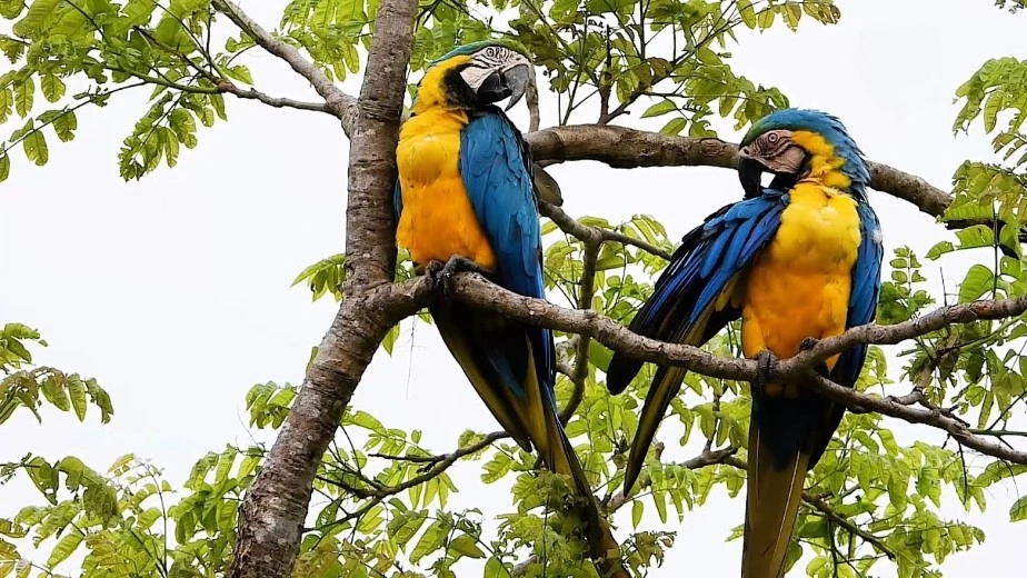 image Guacamayo Azul y Amarillo 1
