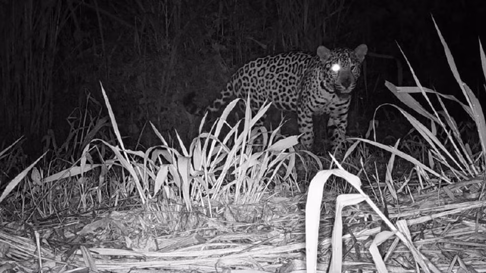 PYAULVHFLJFT7CMMEZXLTDRXHA