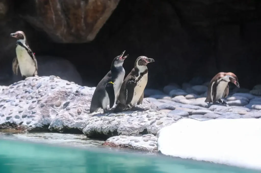 image Pinguinos de Humboldt nacen en el Zoologico La Aurora presentan a Nancy y Campito 1