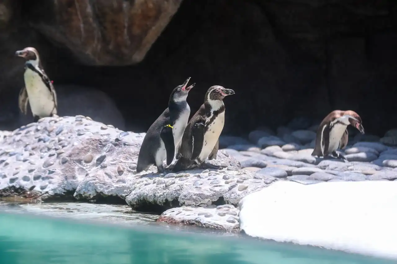Pinguinos-de-Humboldt-nacen-en-el-Zoologico-La-Aurora-presentan-a-Nancy-y-Campito-1