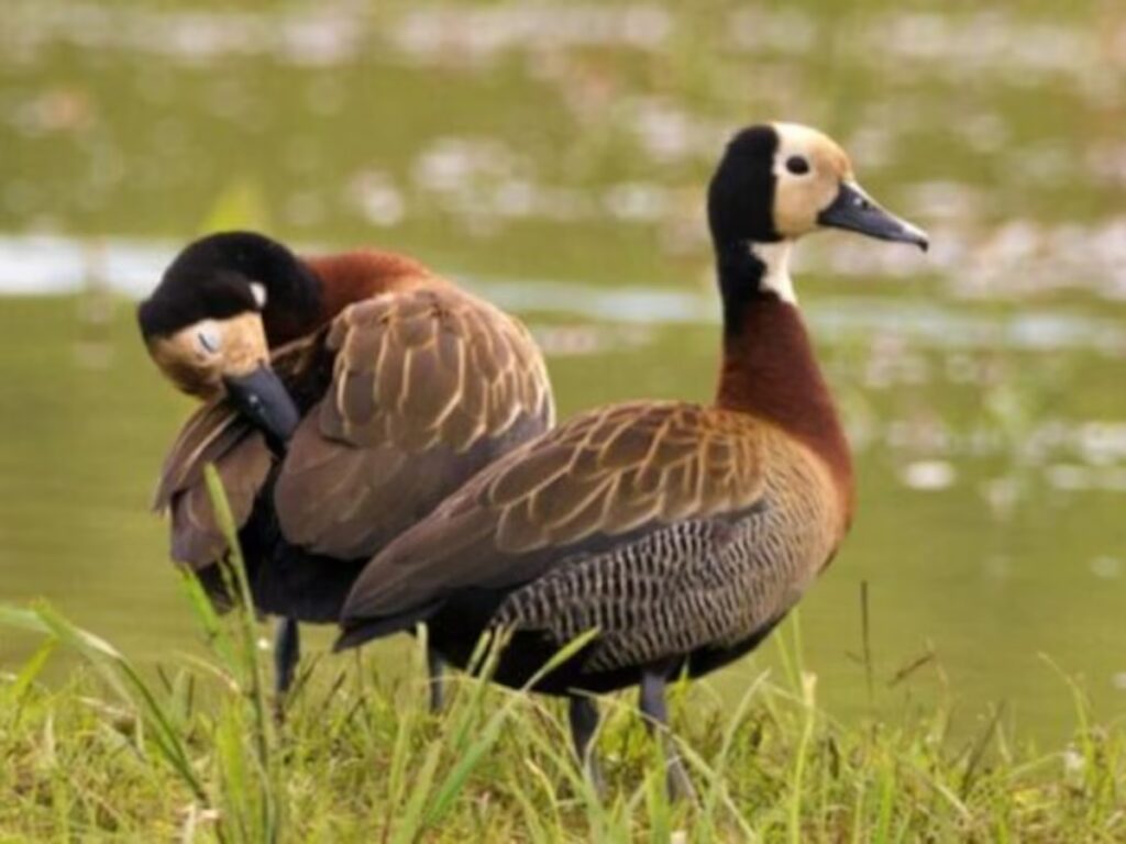 image QVS3UMNN4ZFNFOPNVARU5KZPJE