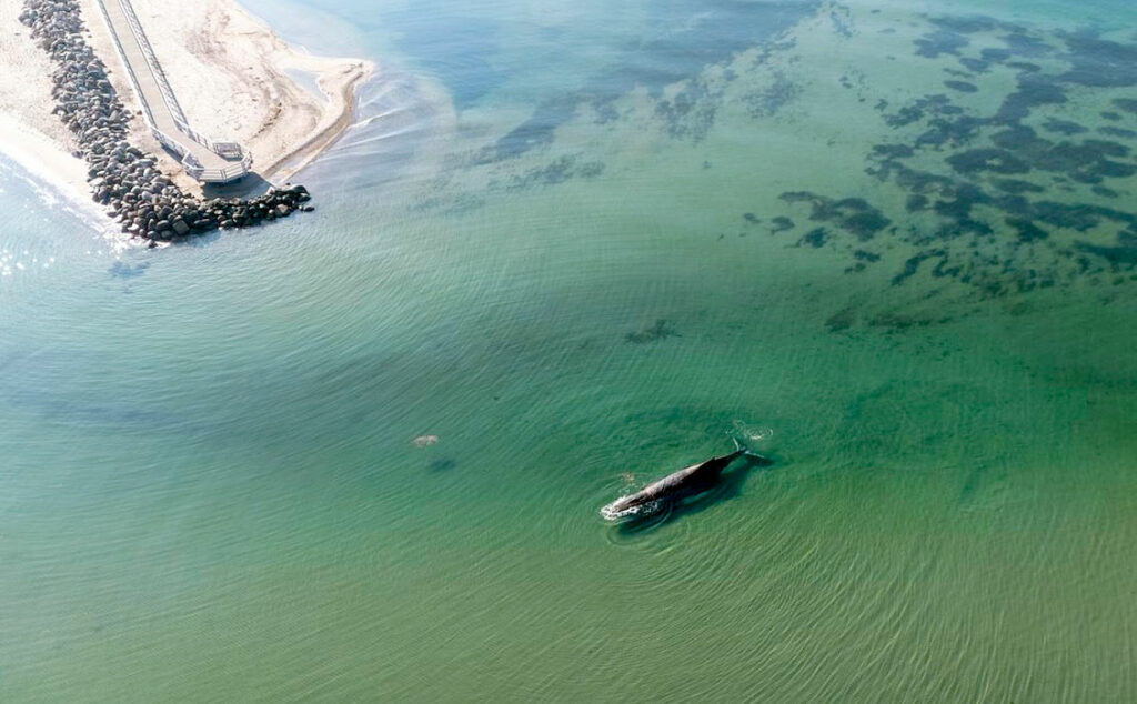 image Timmy en busca de la libertad principal 1024x634 1