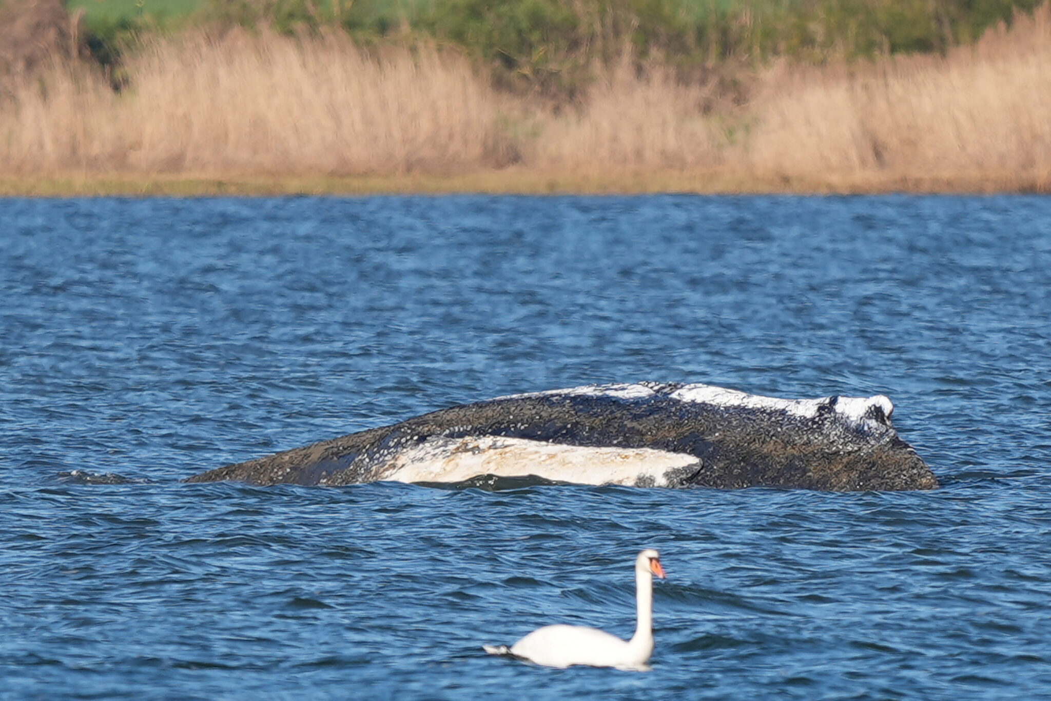 A swan swims beside a humpback whale which is stranded on a sandbank in the shallow waters off the Baltic Sea on the Island of Poel, near Wismar, Germany, April 21, 2026.     REUTERS/Tobias Schlie