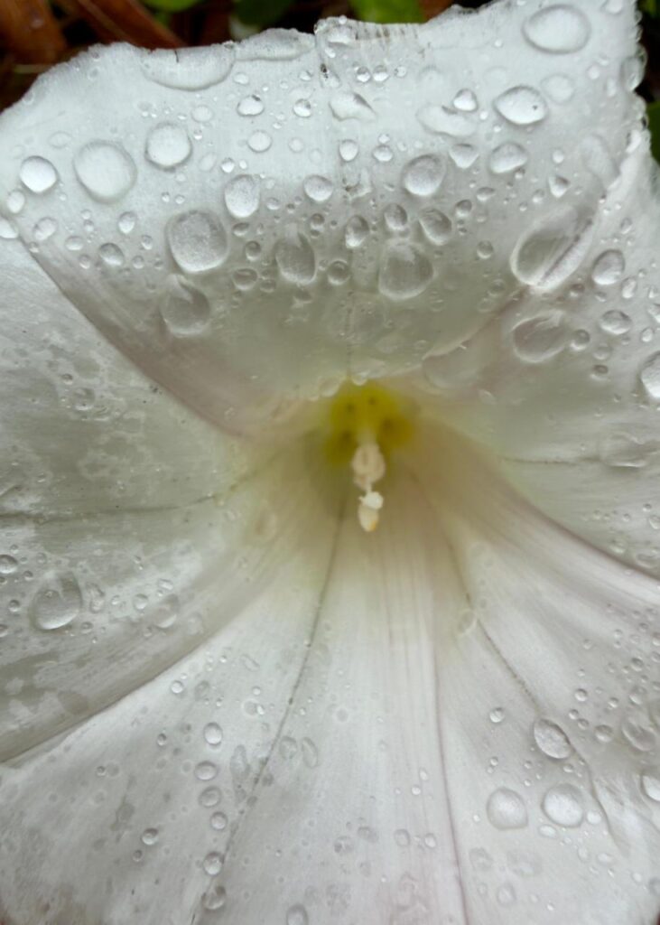 image WhatsApp Image 2026 04 16 at 4.48.39 PM 1