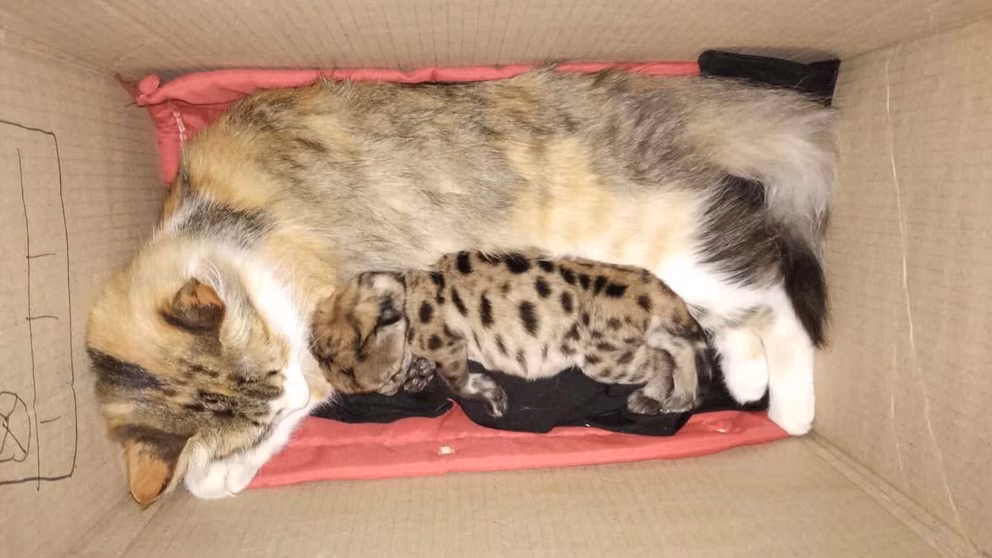 Una gata adoptó a un cachorro de puma huérfano tras la muerte de su madre en Nahuel Huapi image ZW6422CFPNCZ7LG5WBROGYTXWY