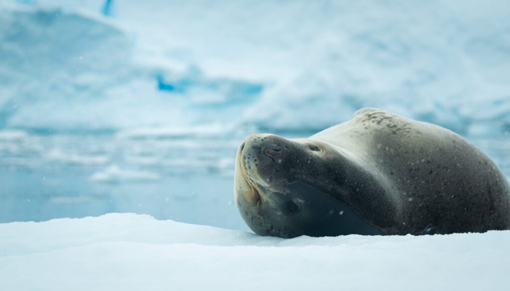 image antartida intriper opera9014