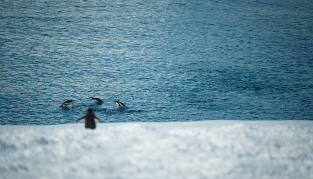 image antartida intriper opera9313