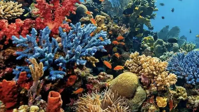 Hito en México: científicas logran crear arrecifes más resistentes y ya las llaman ‘las matronas del coral’ image arrecife 635x358 1