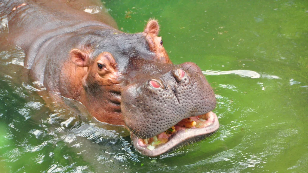 image disney animals hippos 00