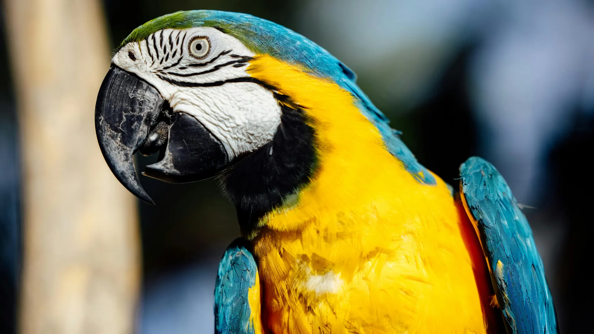 dos-siglos-despues-guacamayos-vuelven-volar-rio-janeiro_98