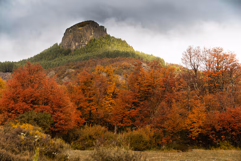 image el contraste de los colores del bosque es Q5GPQMFFZZCWTEK7SQ6HNKZX3E