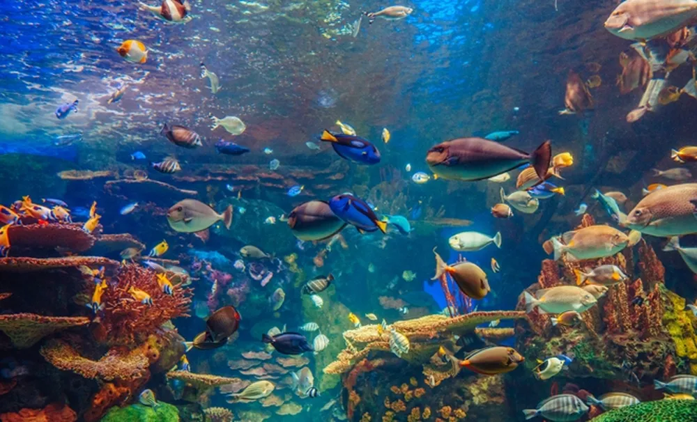 Captan un pez rarísimo que no se veía desde 2009 image fotografos logran captar un pez rarisimo que no habia sido visto 2009 2