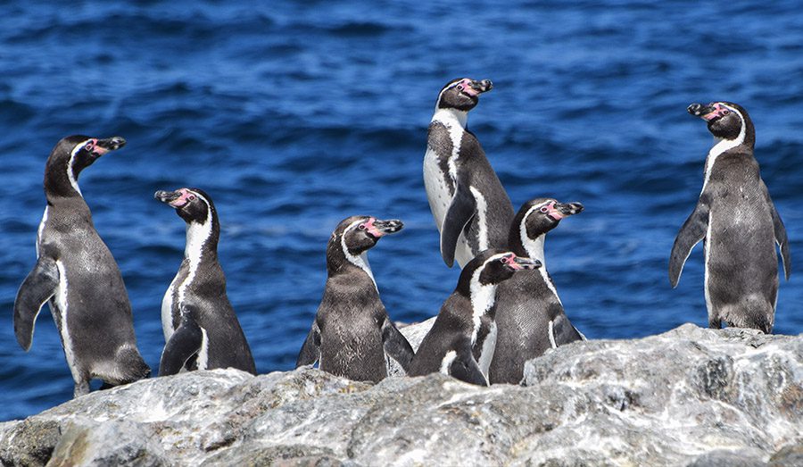 image humboldt penguin gallery 3rd oikonos