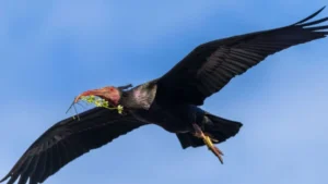 image acciones para salvar el Amazonas ibis