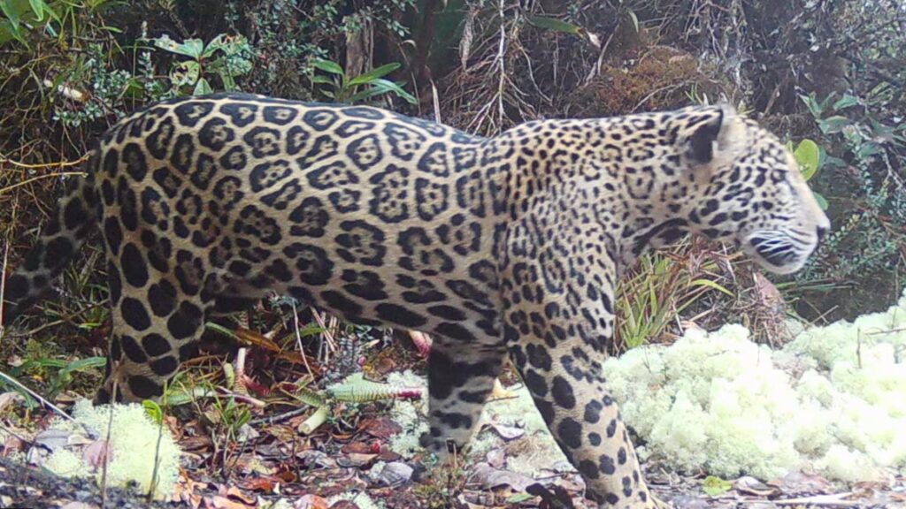 Reaparece un “jaguar de las nubes” tras 10 años y enciende la esperanza en Honduras image jaguar honduras 1