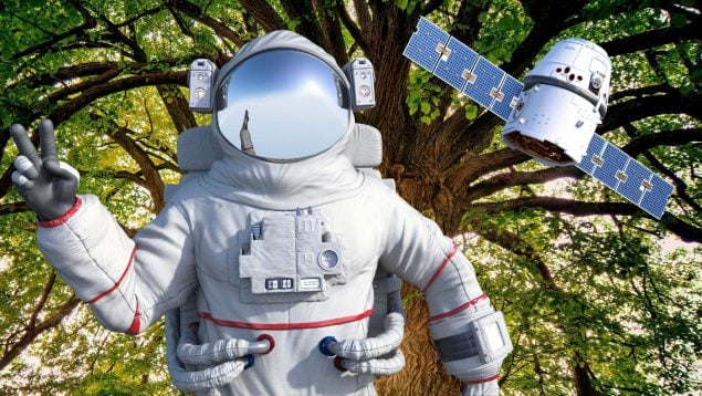 image los biologos no dan credito crece un arbol en texas gracias a una semilla que viajo mas alla de la luna en artemis i 635x358 1