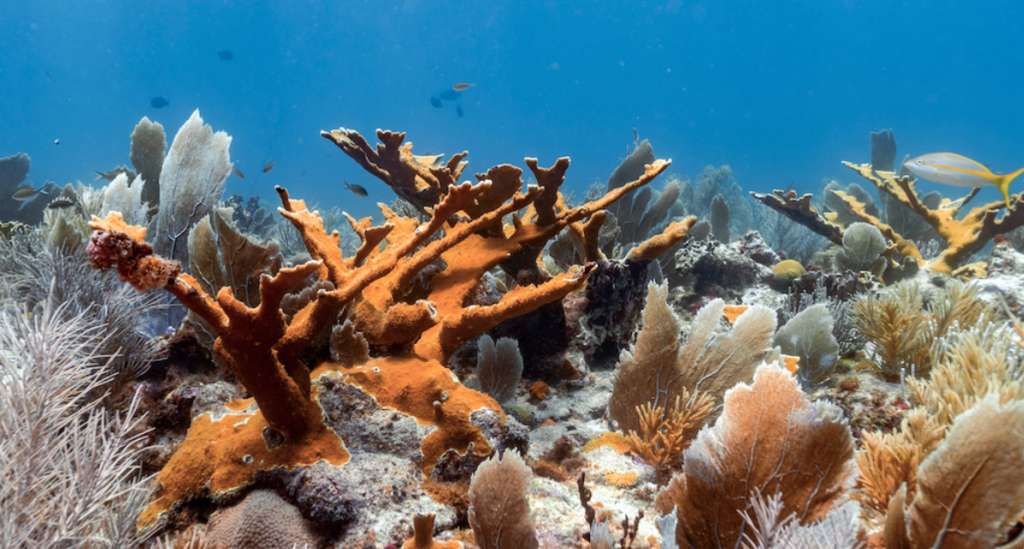 Hito en México: científicas logran crear arrecifes más resistentes y ya las llaman ‘las matronas del coral’ image matronas de corales