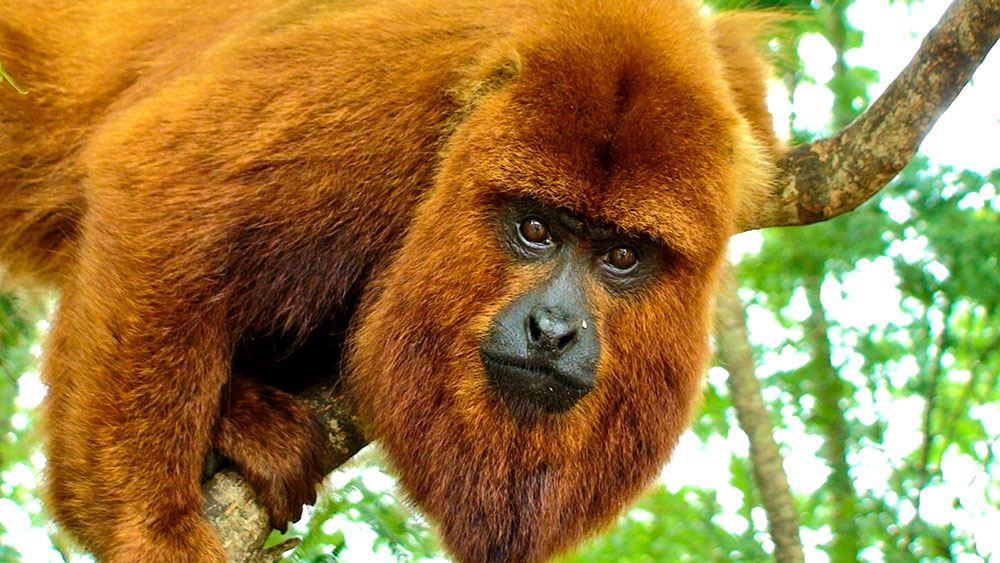 Argentina reintroducirá monos carayá rojo desde Brasil para evitar su extinción image mono caraya rojo