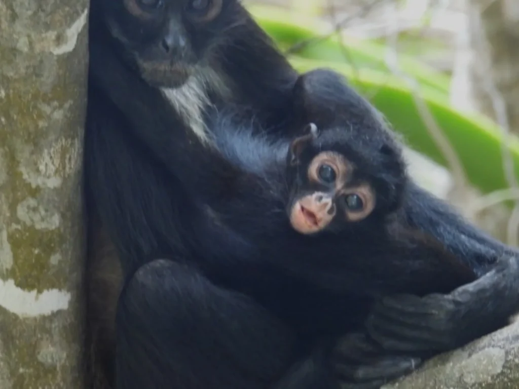 image nace cr a de mono ara a en zona de m xico donde la especie se consideraba extinta 2 .png 1942733086