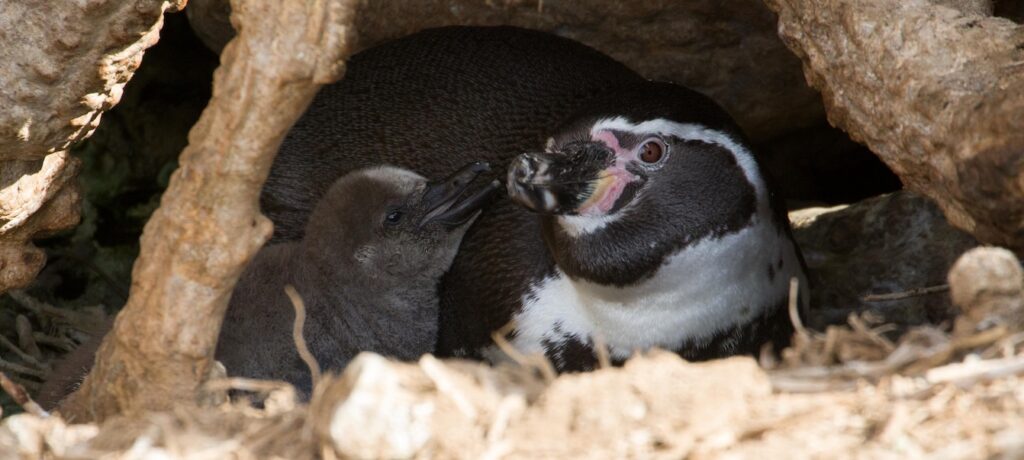 image pinguini maximiliano diagre 1024x460 2